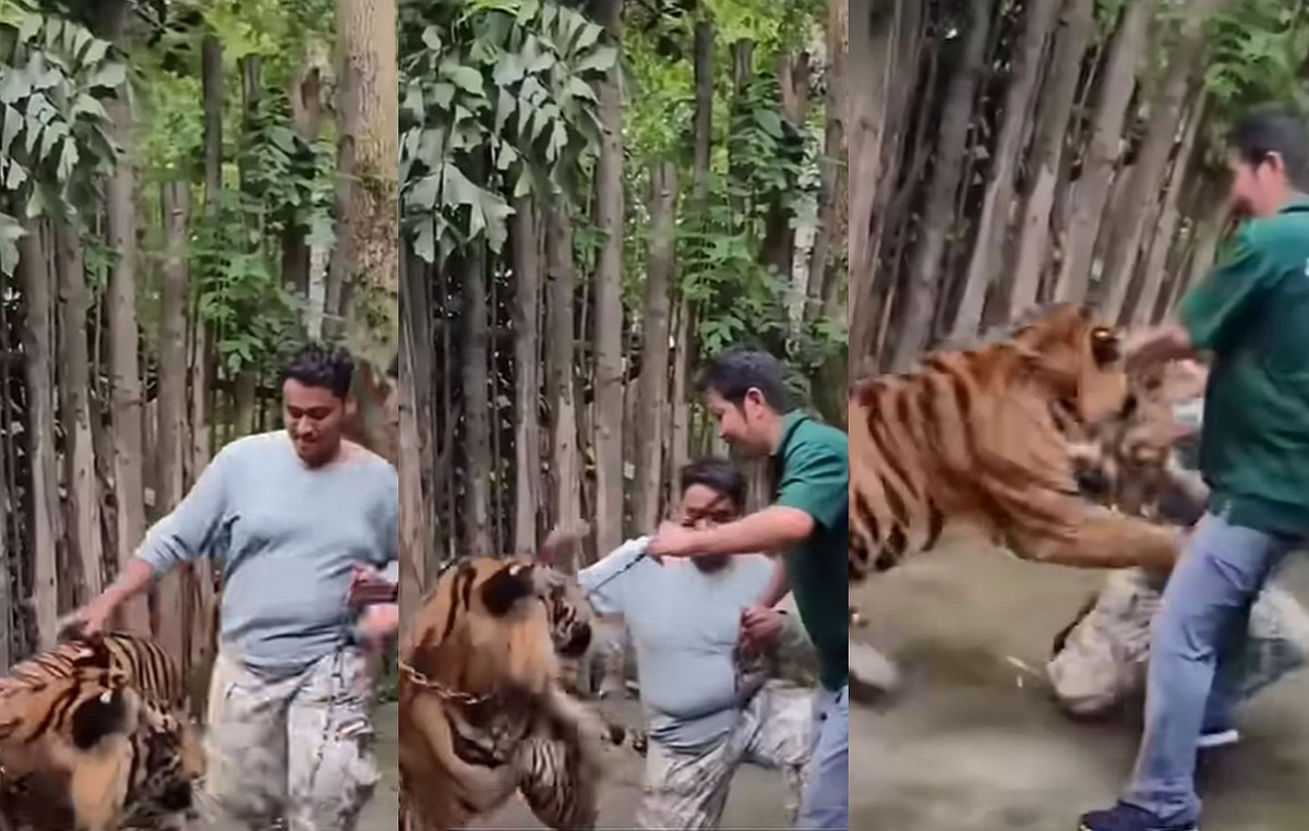 Scary video: tourist in Thailand attempted to take a tiger self and his wild animal attacked