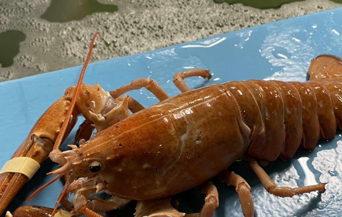 Extremely rare gold lobster saved just before boiling thanks to the cook’s observation