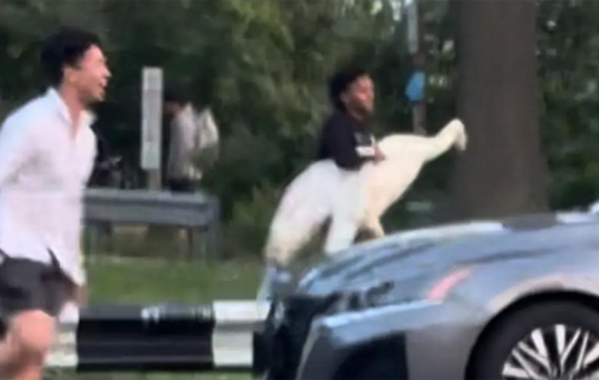 Four arrests for swan rapture from park – ignored bird fate