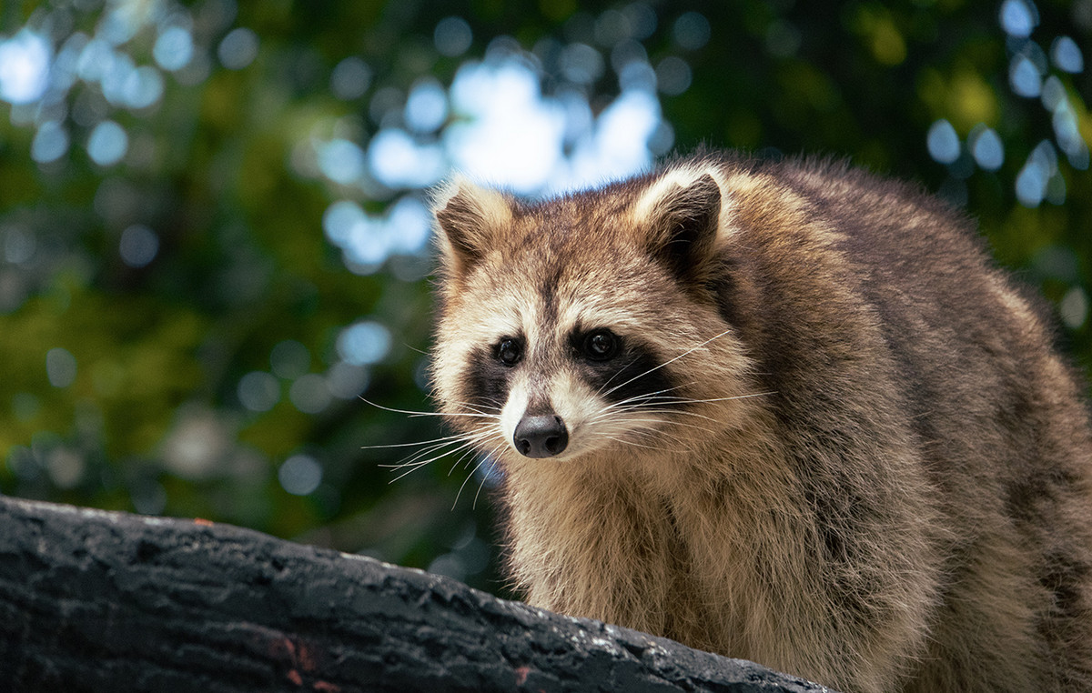 Aggressive Rakun: How US Mammals conquered a German city and threaten to conquer all of Europe