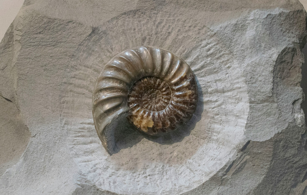 Wobb in hippopotamus size was identified by collagen analysis by fossils of 43,000 years old