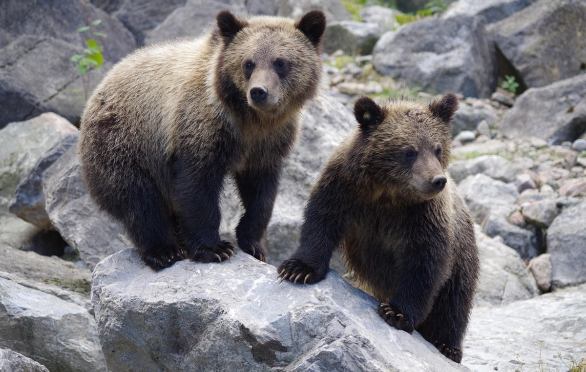 Britain: Two teddy bears popped it out of a zoo and ran … in a warehouse to eat honey