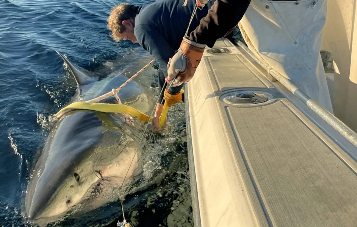 The largest white shark ever recorded on the North Carolina coasts was found – Watch video