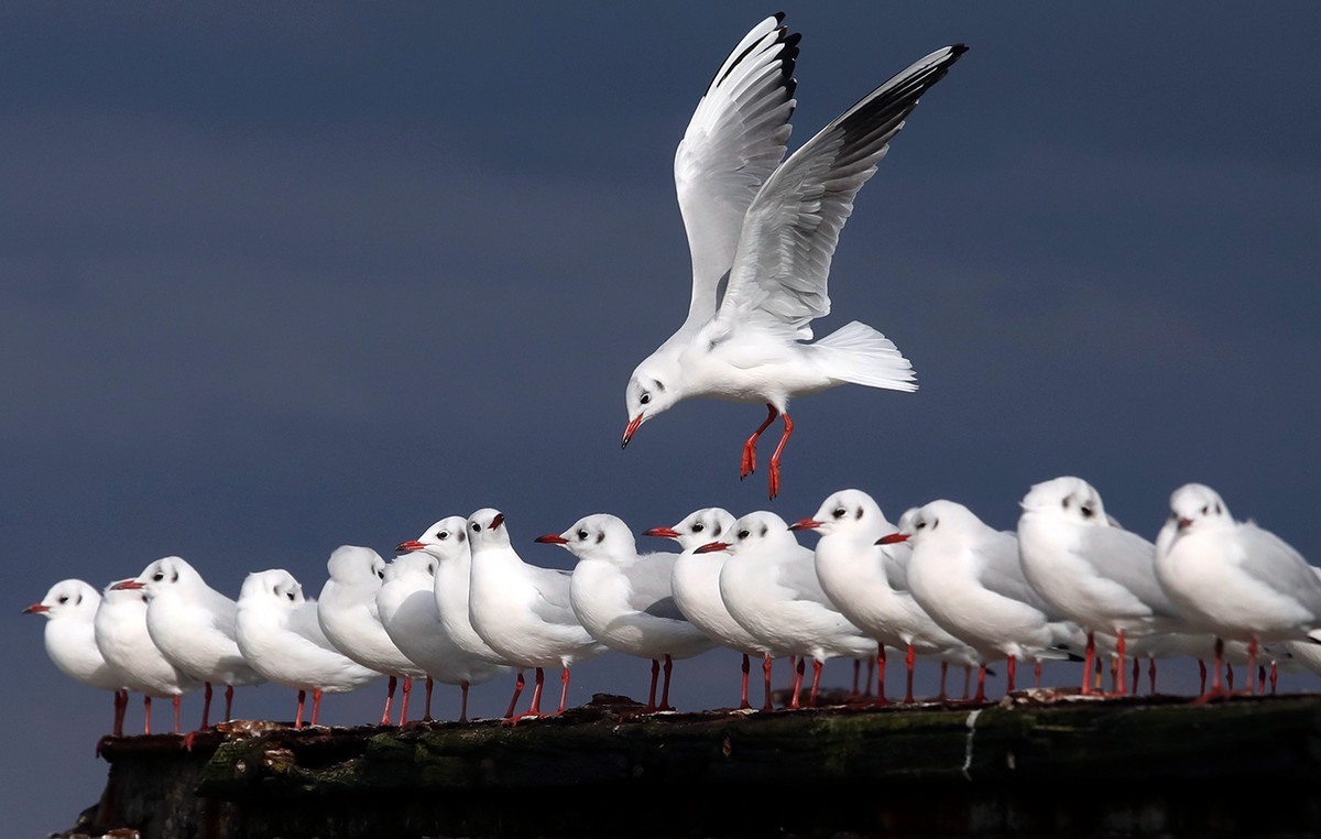 Seagulls attacked with savagery on postman and visitors – in despair an entire city