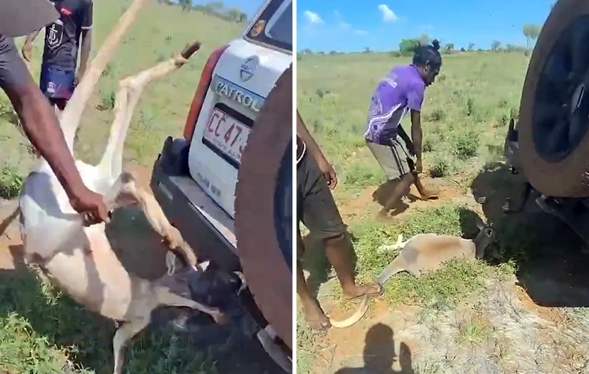 Men to torture defenseless kangaroos in Australia: See the Disgusting Video