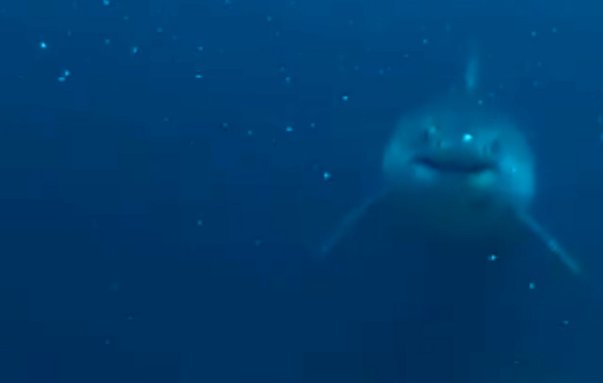 Terrible Diver Meeting with Giant White Shark in Bali – Watch Creepy Video