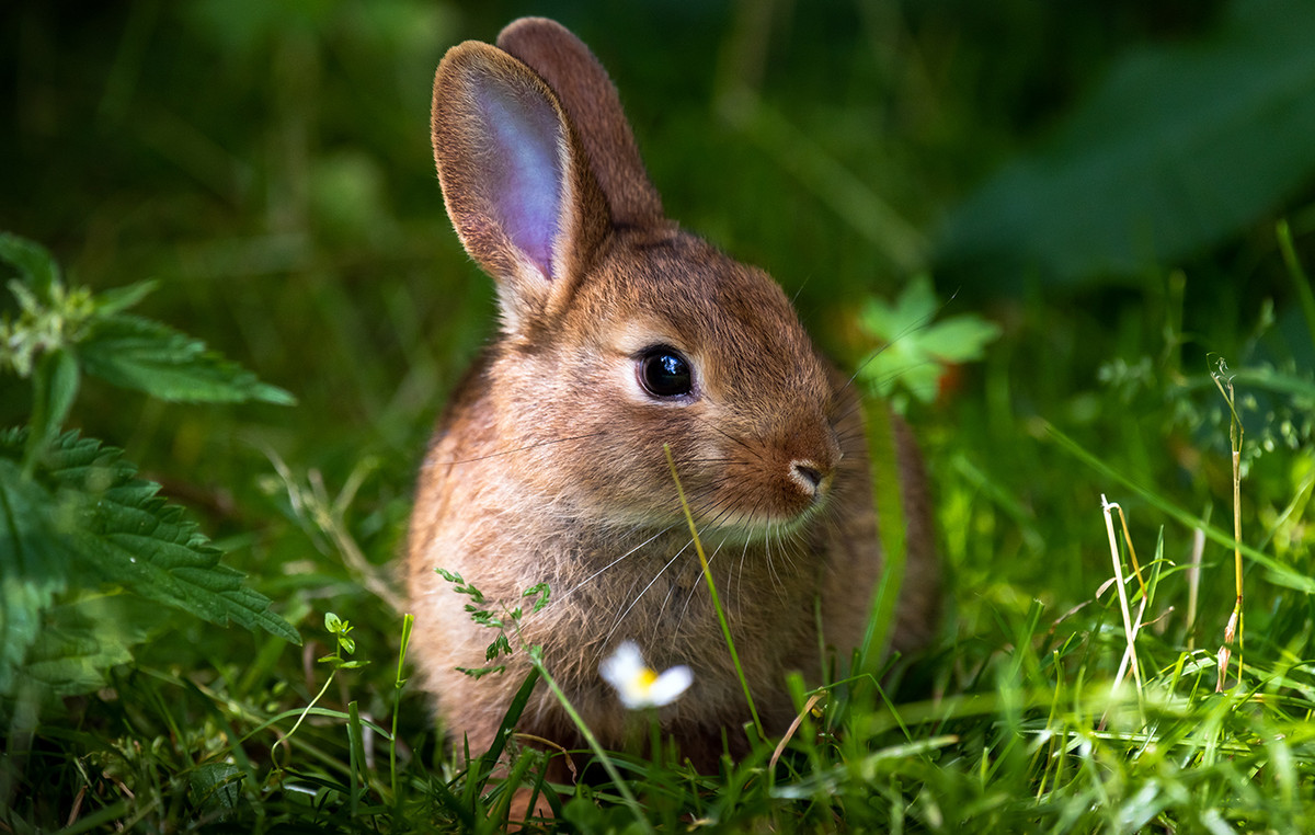 Former anti -terrorist police officer put a dead rabbit on his wife’s bed like “godfather” and then blown up