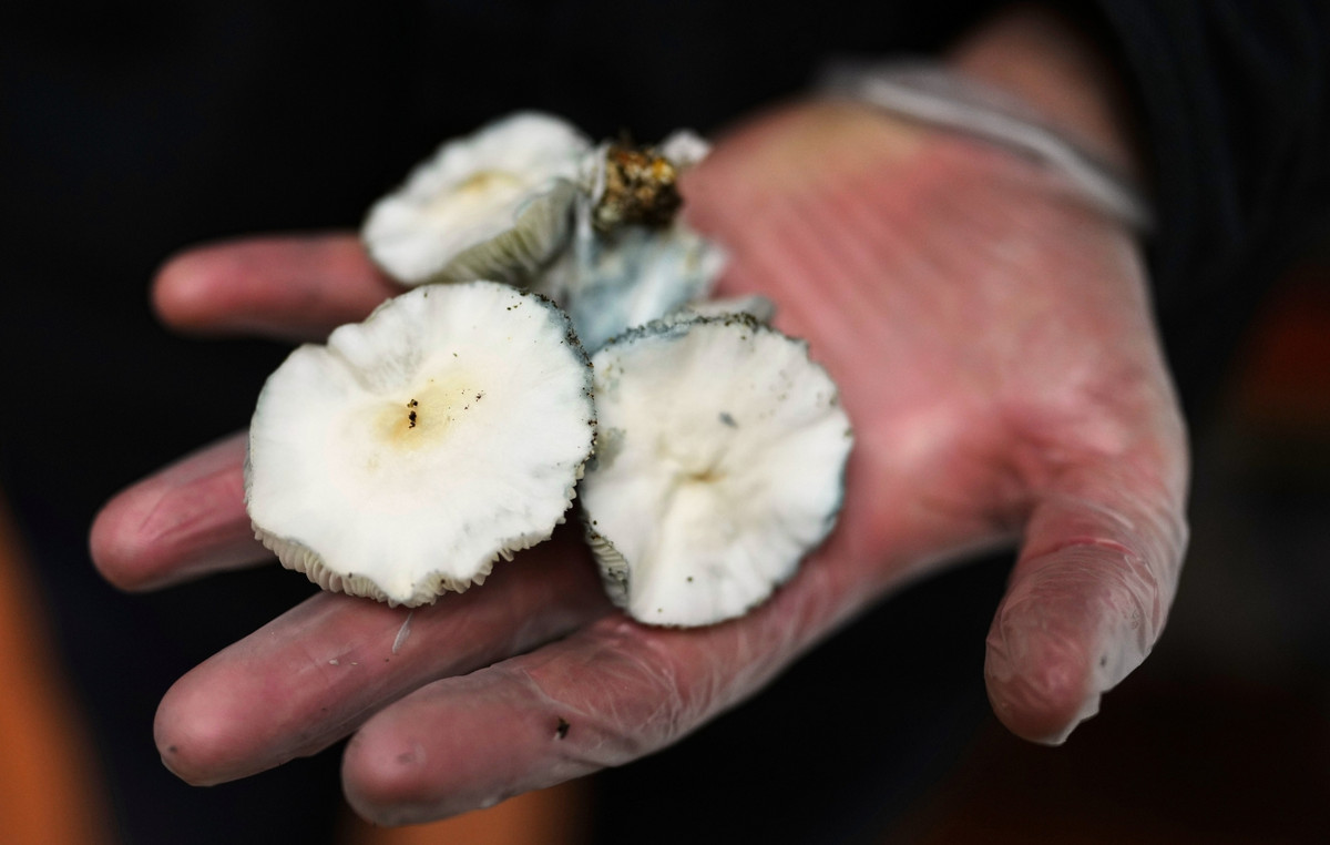 New Zealand gives the green light to the use of magic mushrooms for medical purposes