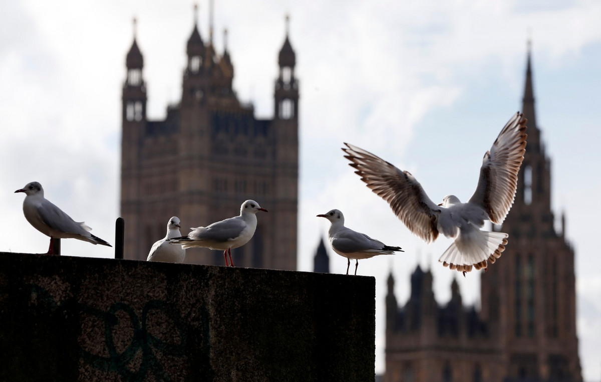 Extraordinary session for seagulls are demanded by Scottish politicians for fear of deadly attacks