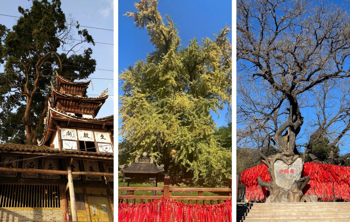 How Buddhist Temples in China saved ancient trees up to 2,000 years