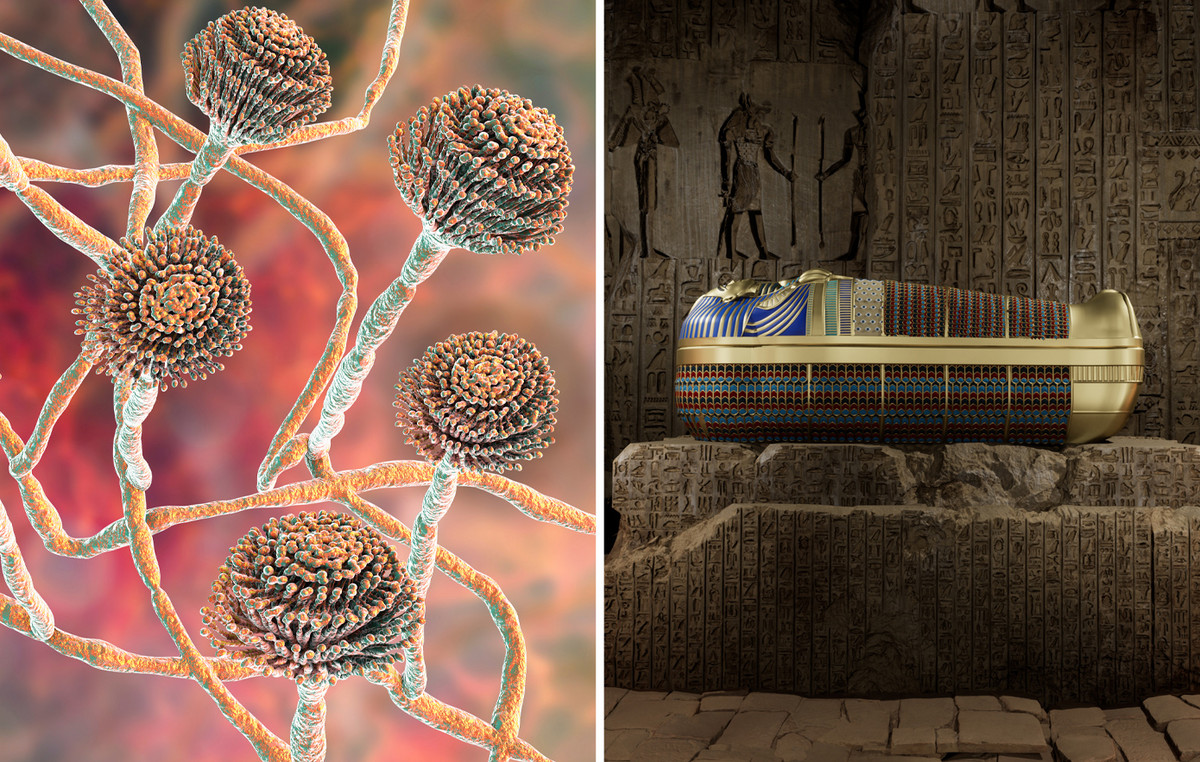 The “Pharaoh Curse” that crushes man from the inside is likely to cure cancer – incredible scientific discovery