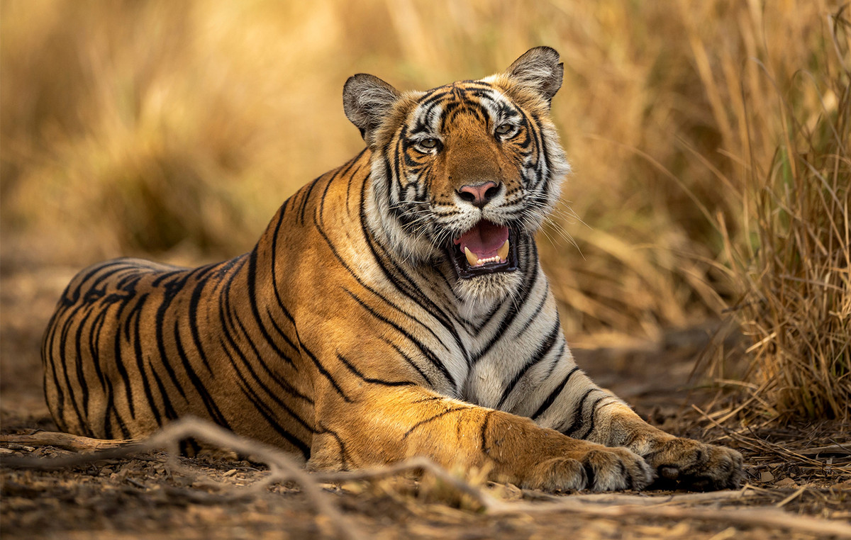 They died a tiger and its four youngsters in protected forest in India: residents poisoned