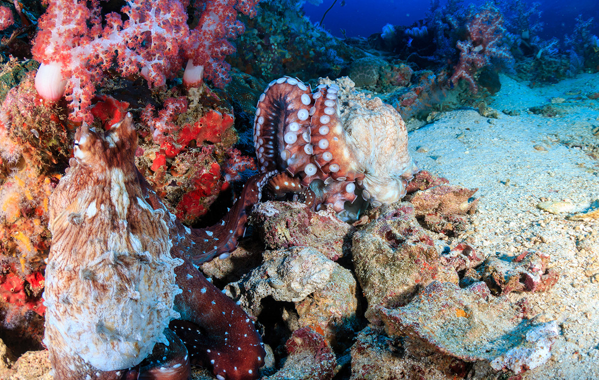 Octopus attacked a 6 -year -old boy in aquarium