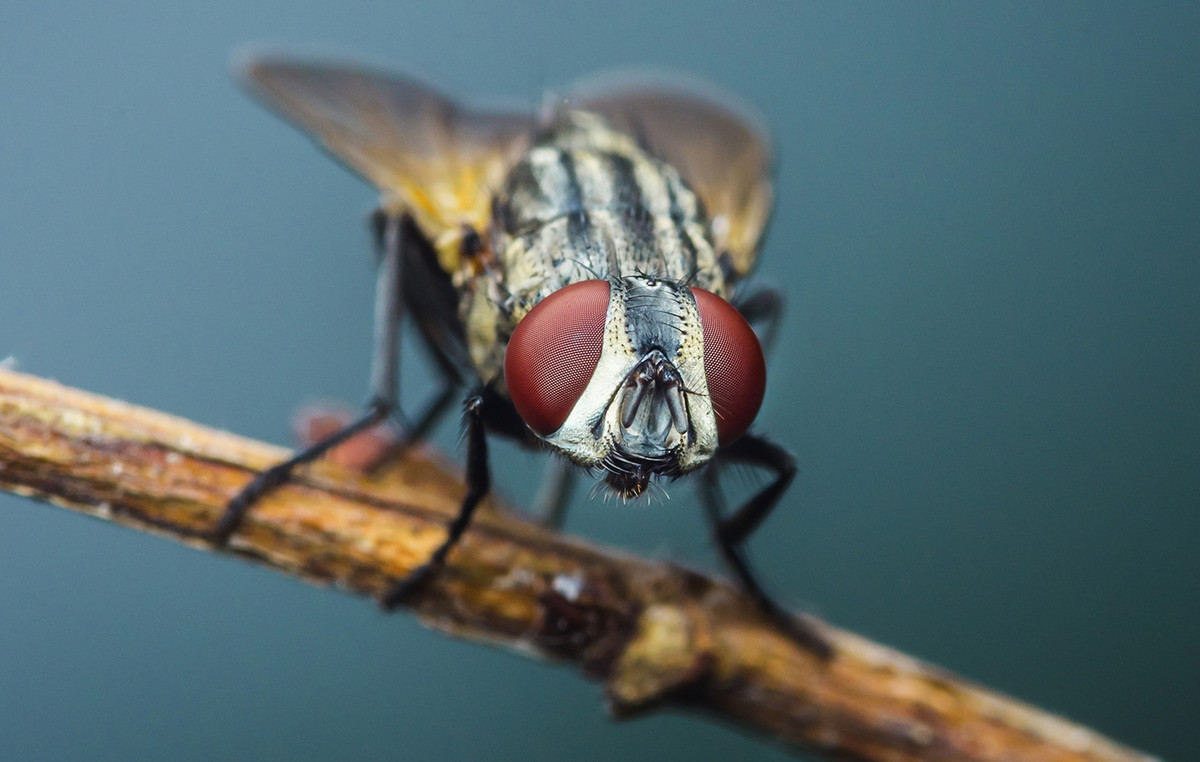 Millions of neutered flies will be released from airplanes to fight ‘anthropogenic’ parasites