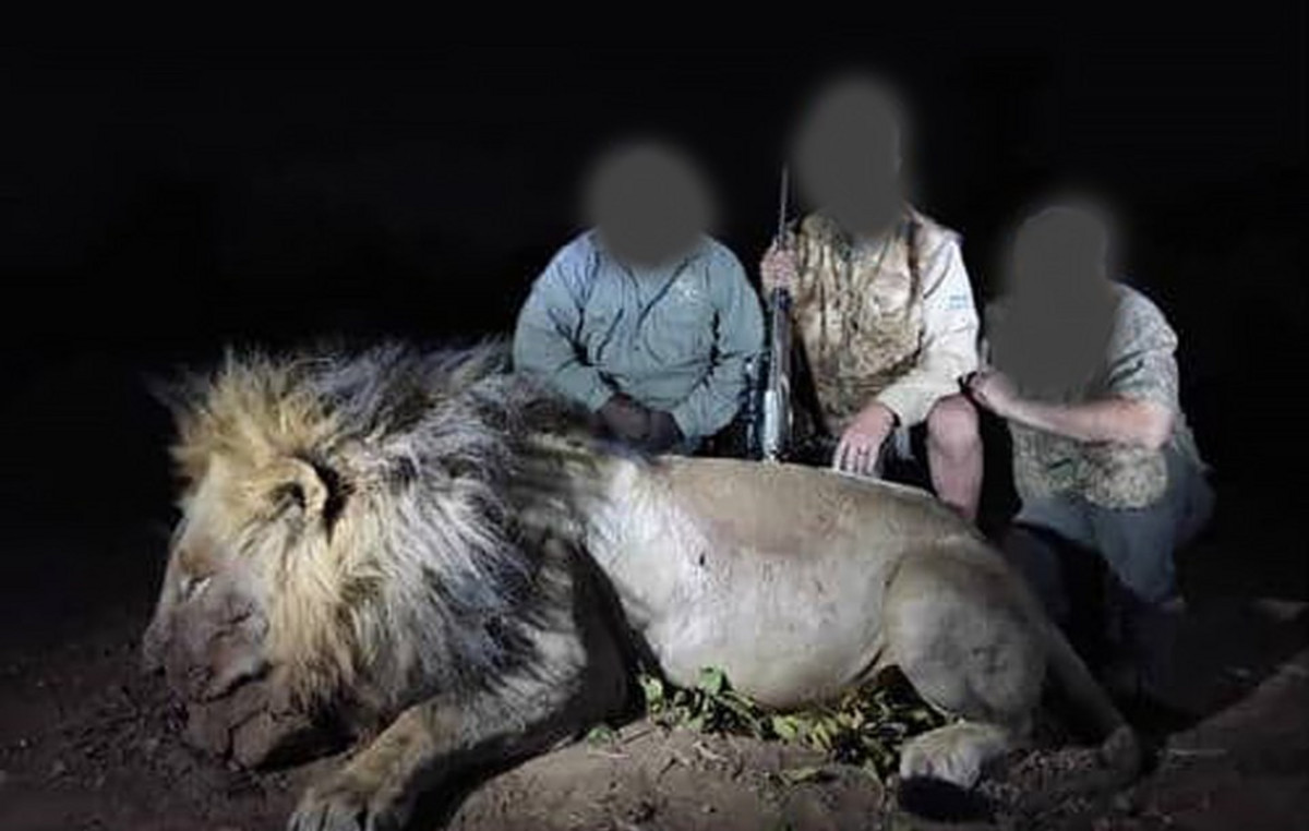 The lion – Bloby symbol fell victim to trophy hunters