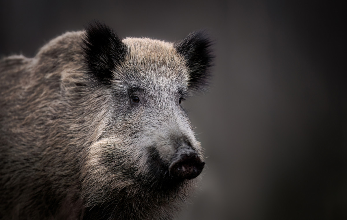 Thousands of years of boars can rewrite human story – the discovery looking for explanation