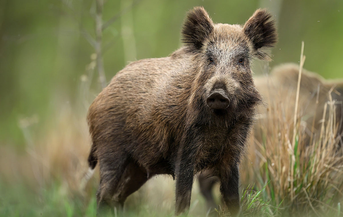 Incredible images: Found wild boar with shiny blue meat – which is due to the strange phenomenon