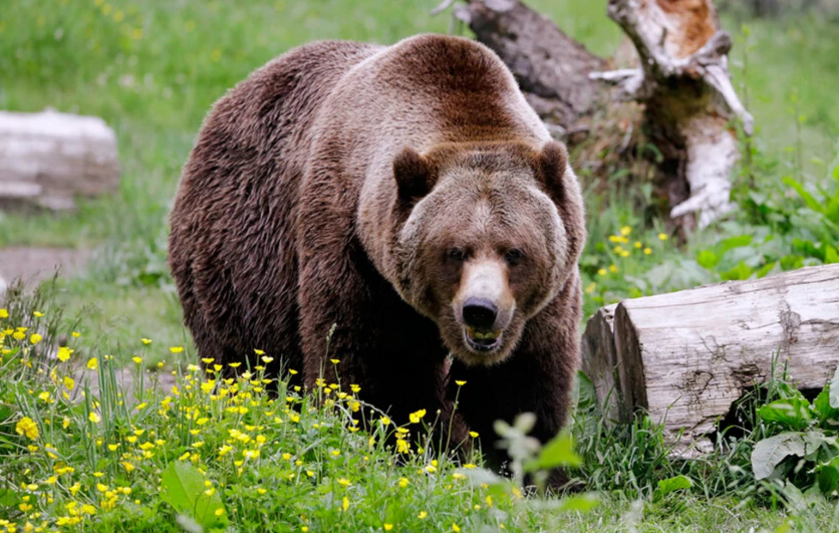 Machine driver was killed in a bear attack on a street in the Carpathian Mountains in Romania