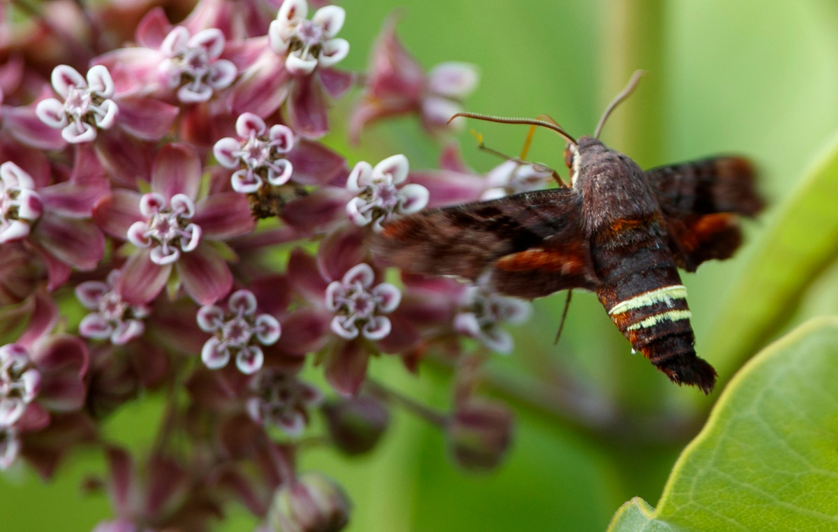 ‘Plants speak and insects listen’ – what reveals a new study of acoustic interaction in nature