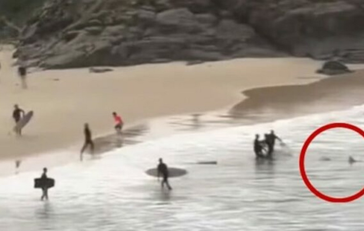 Shark bait teenager and chased him as the coast – lifeguard hit the animal