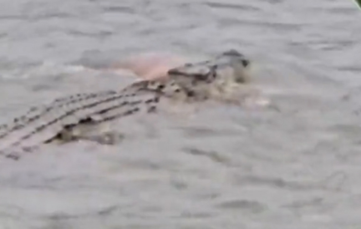Absolute horror: crocodile swallowed older man in front of frightened villagers