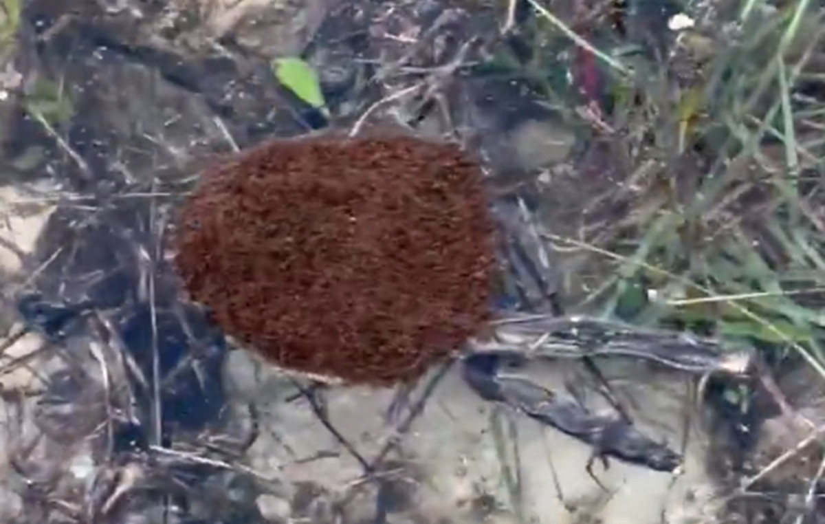 Strange phenomenon in Texas: Ants form plans with their bodies to float in the river