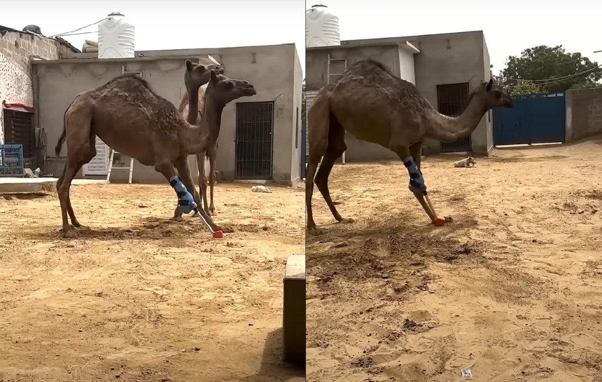 Pakistan: A abused camel again went again thanks to an artificial member -farmer had cut the foot for punishment