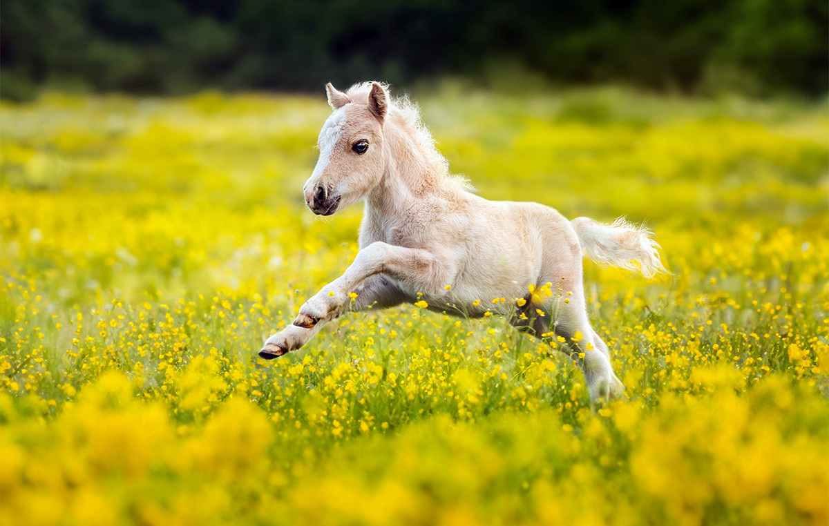 On a continuous breeder raped pregnant pony eight times and filmed his actions