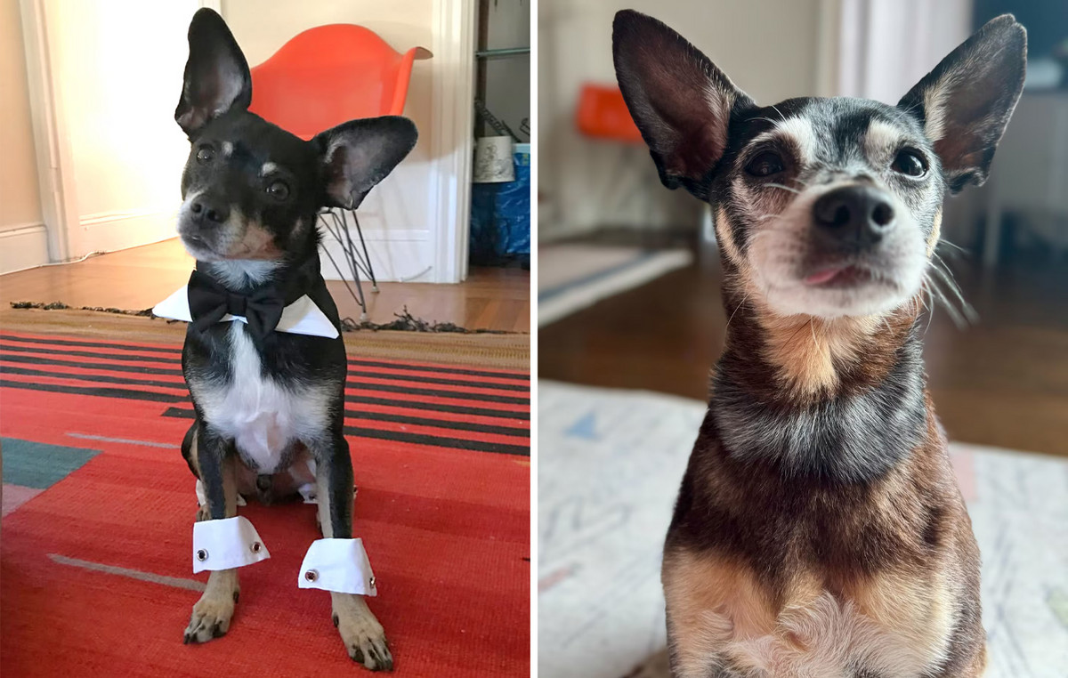 Adopted a dog and then discovered that they were the father of their previous dog