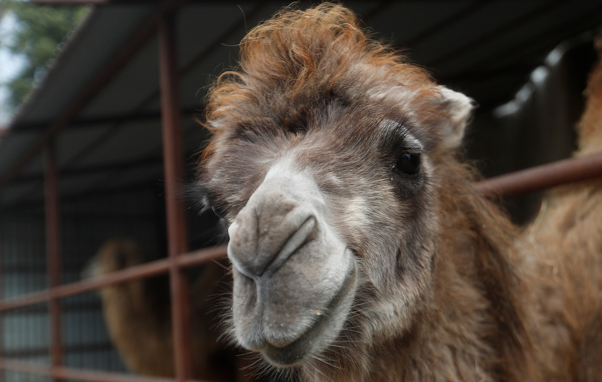 Hungary: They came out with camels on the streets of Budapest in a drought raising raising mobilization