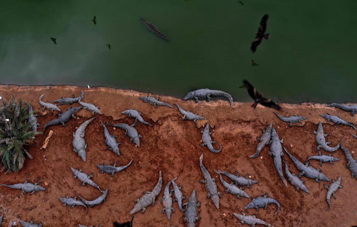 Outcry in Israel: The authorities ‘slaughtered’ 200 crocodiles on farm on the West Bank