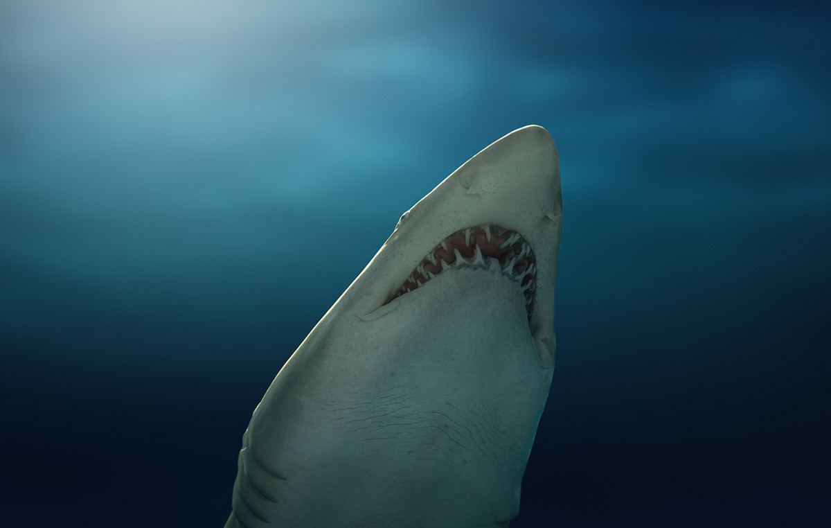 Ocean shooting destroys shark teeth and changes balance in nature Ocean shooting destroys shark teeth and changes balance in nature