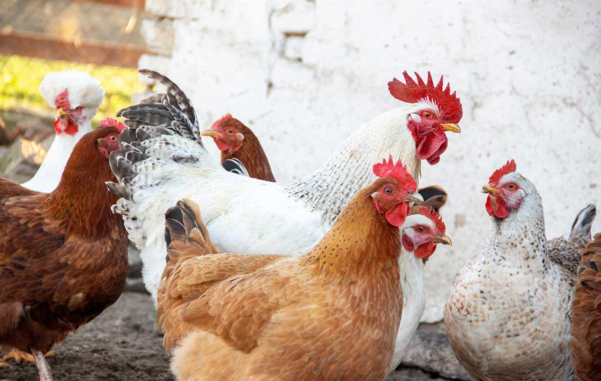 Outbreaks of bird flu were found on three farms in southern Bulgaria