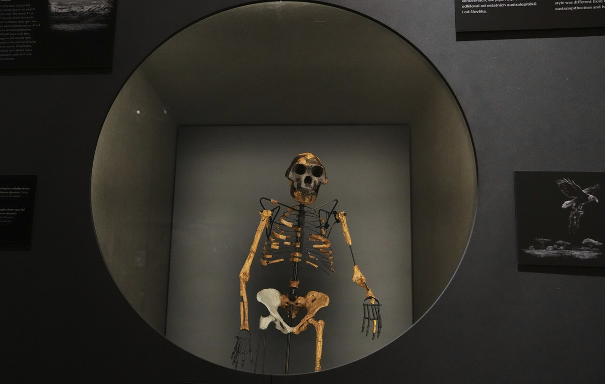 The History of Human Development comes to life: Lucy and Selam’s bones are exposed to Europe for the first time