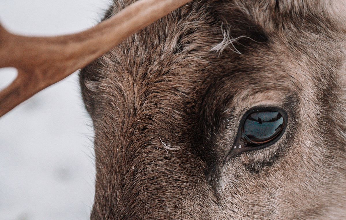 Victims of heat in Finland reindeers