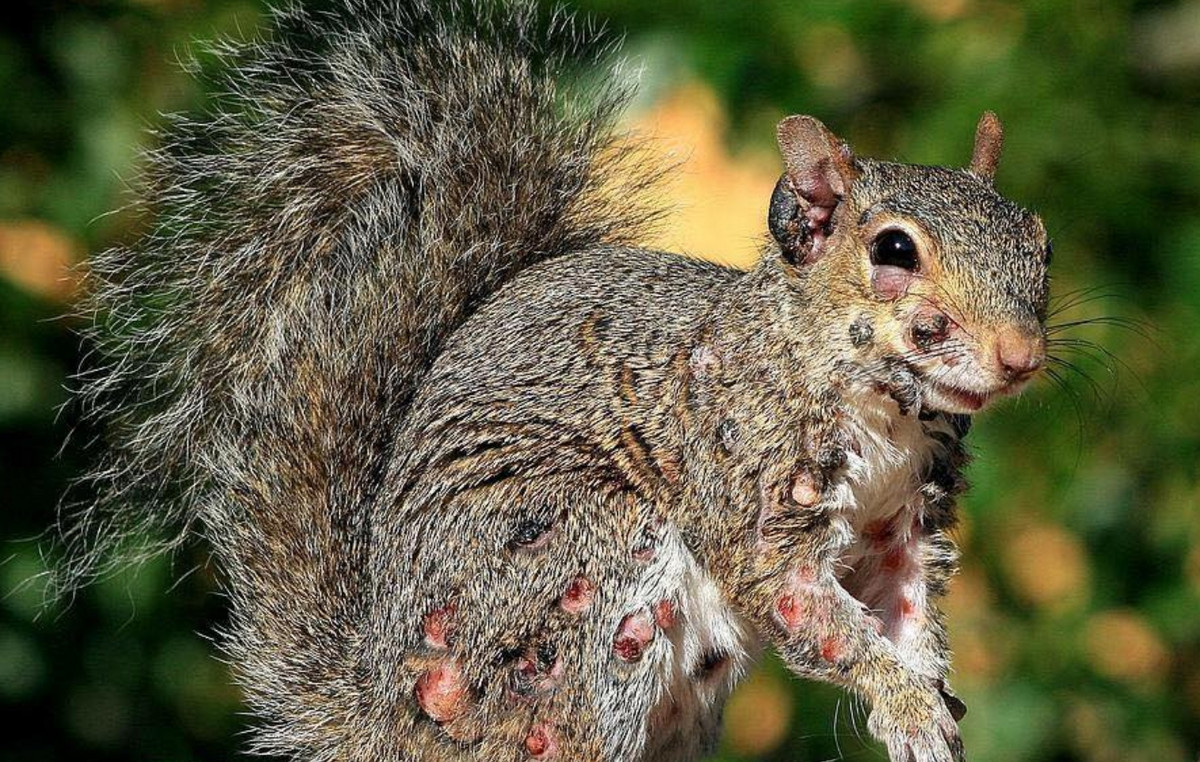 Panic on social media after the appearance of deformed “zombies” squirrels in houses’ yards