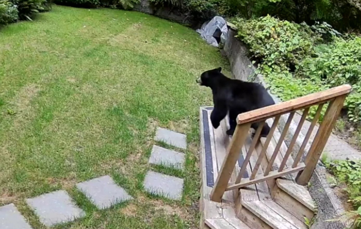 “When it gets angry, it becomes frightening”: Pomeranian who kicked out of the bear’s house