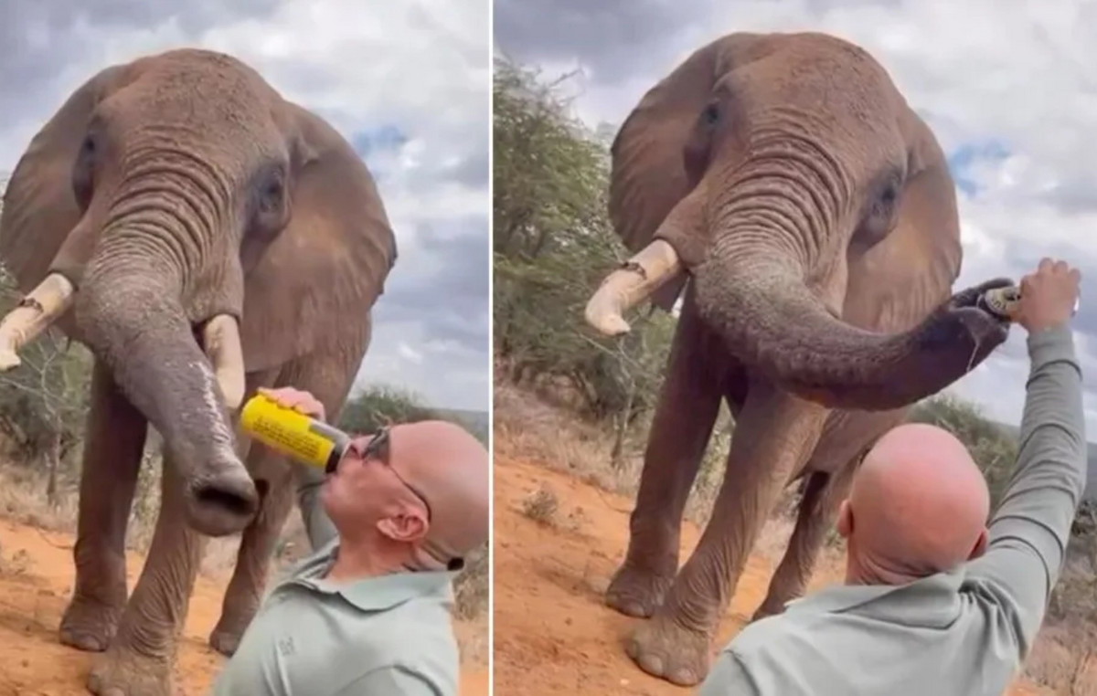 Tourist with a beer in the elephant proboscis in Kenya