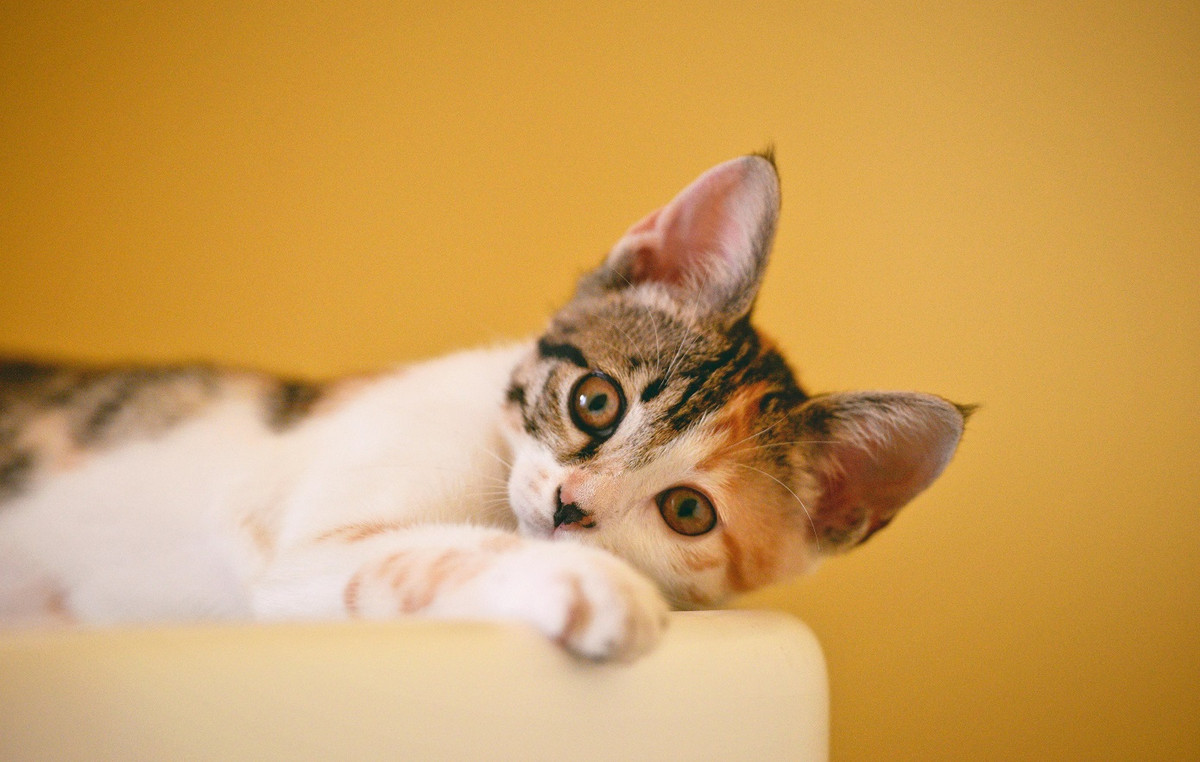 International network tortures and kill cats and sells videos – the most “active” has killed more than 200