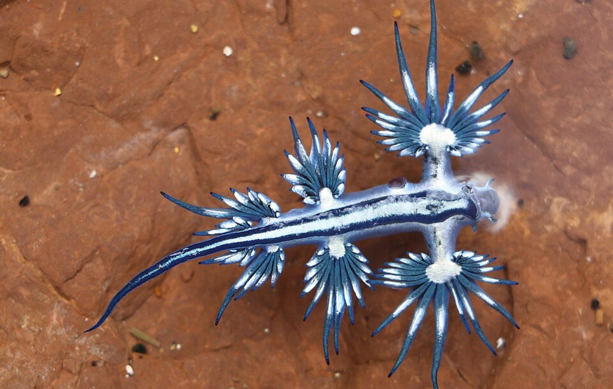 Alarm in Spain: Closes beaches in tourist resorts due to the appearance of dangerous animals – what is “blue dragon”