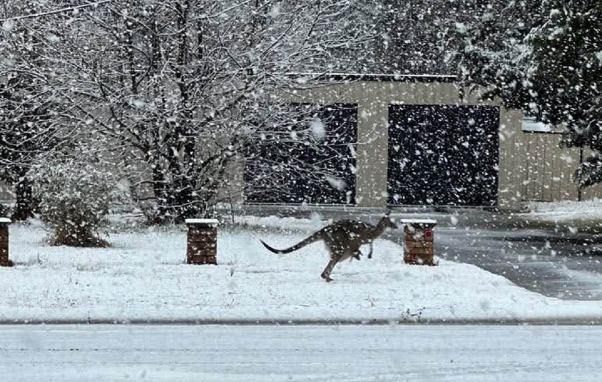 Poles in eastern Australia from unprecedented snowfall – the most severe of the last 20 years