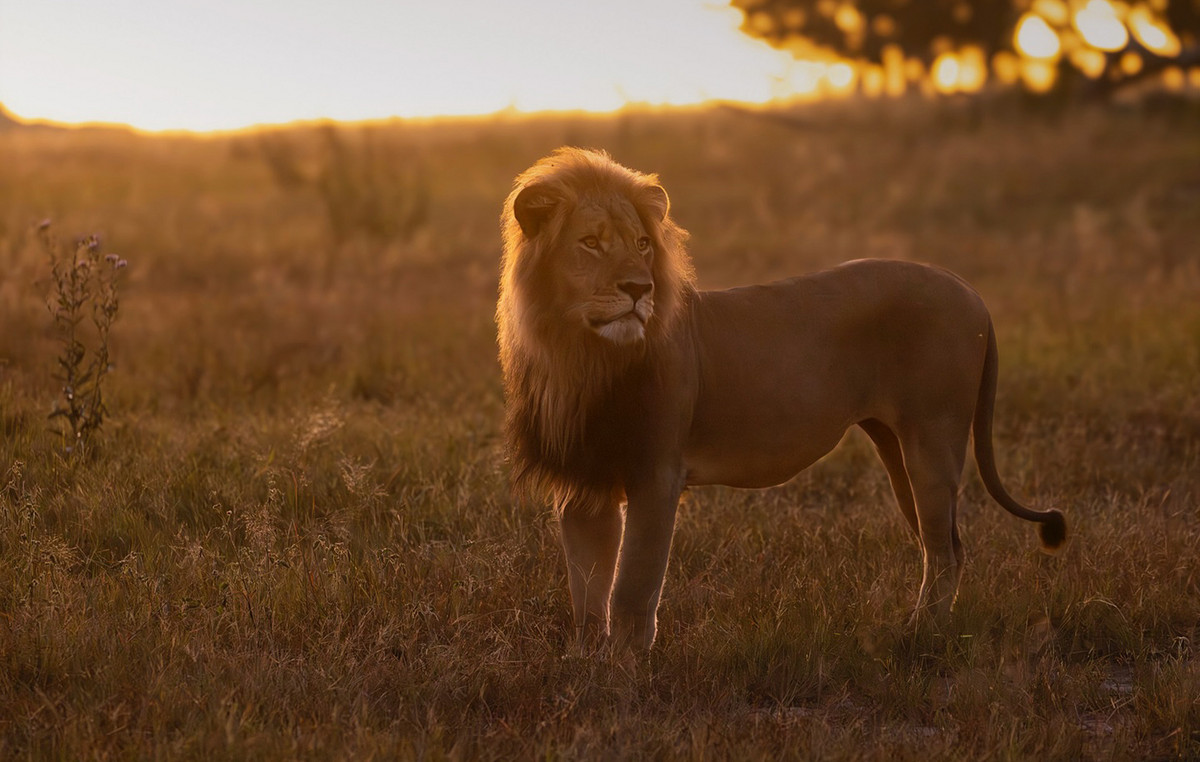 The legendary Blondie lion studied by Oxford University experts killed by hunters in Zimbabwe