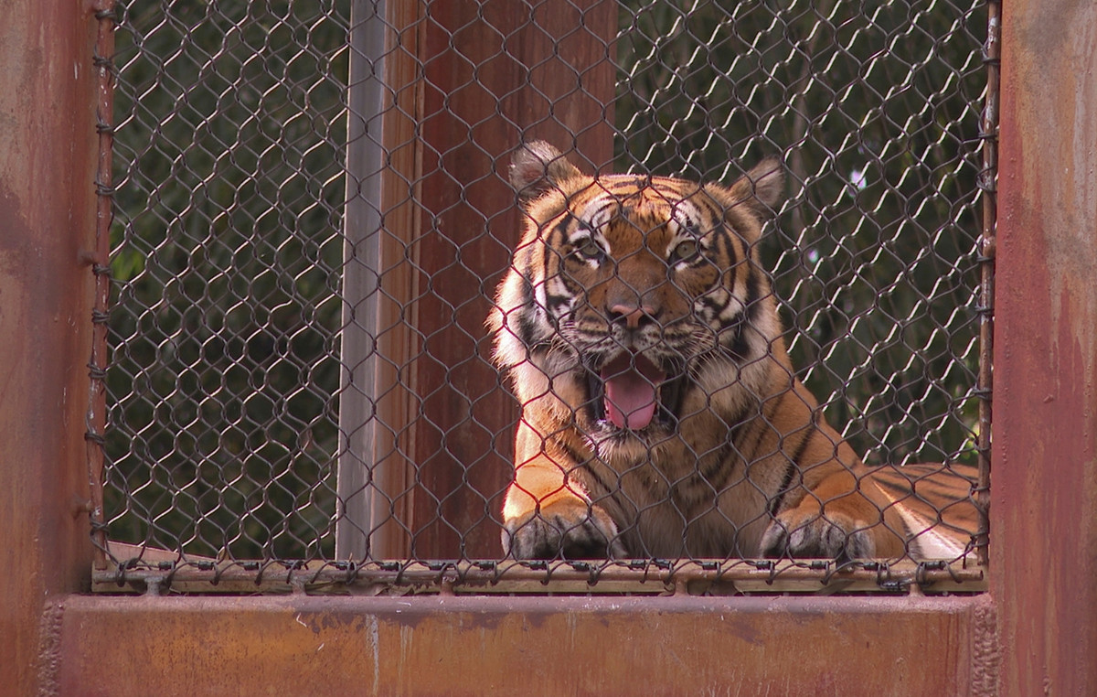 Zoo in Denmark asks people to donate any unwanted pets to feed his animals