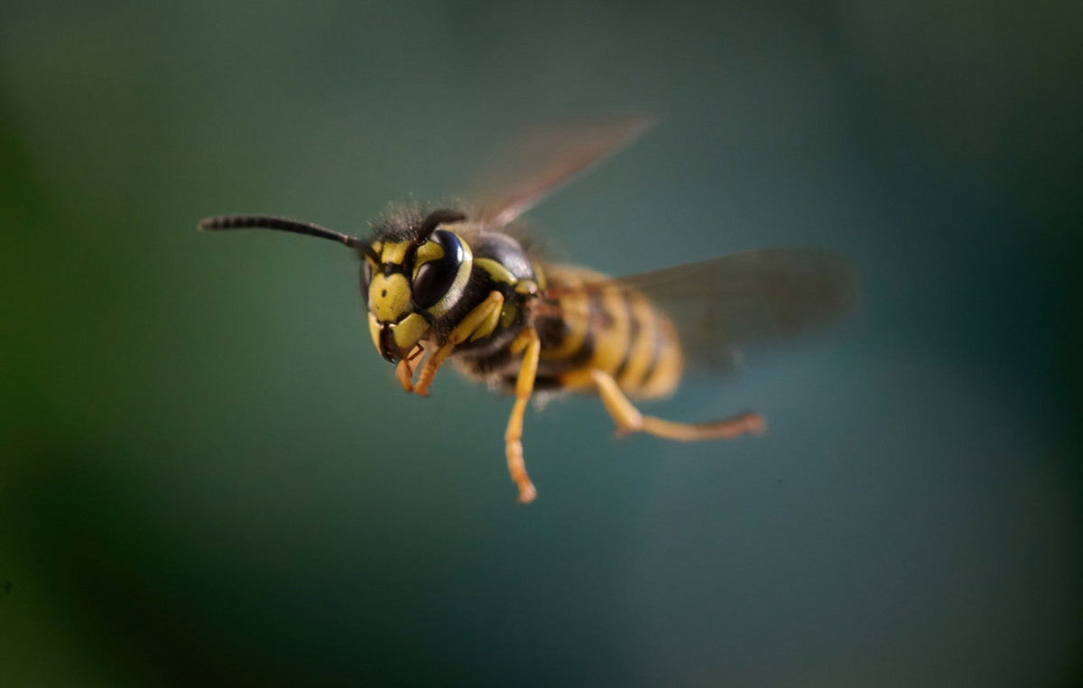 Radioactive nests from wasps cause disruption to a nuclear facility in the US