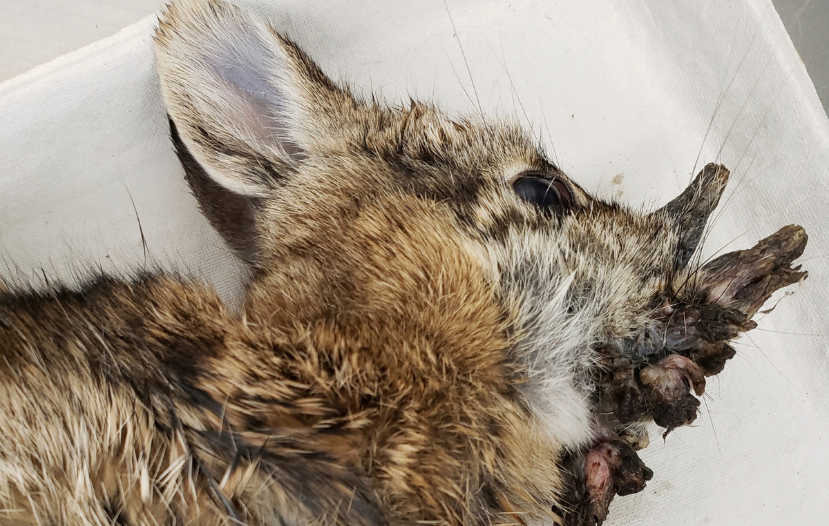 Rabbits with ‘horns’ in Colorado cause shudder – the truth behind the pictures