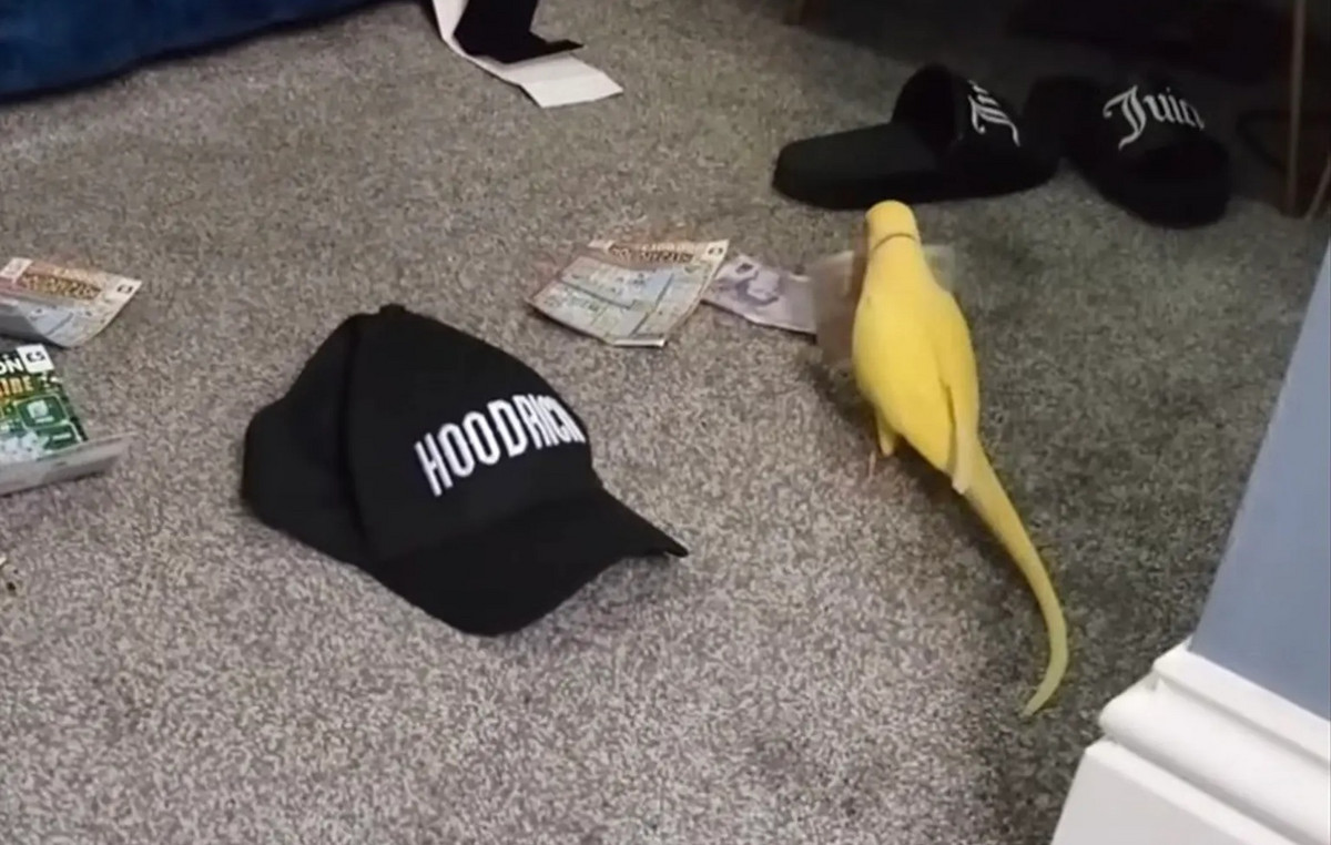 Parrot-condemner “nailed” a gang of drugs in English-repeated coded phrases