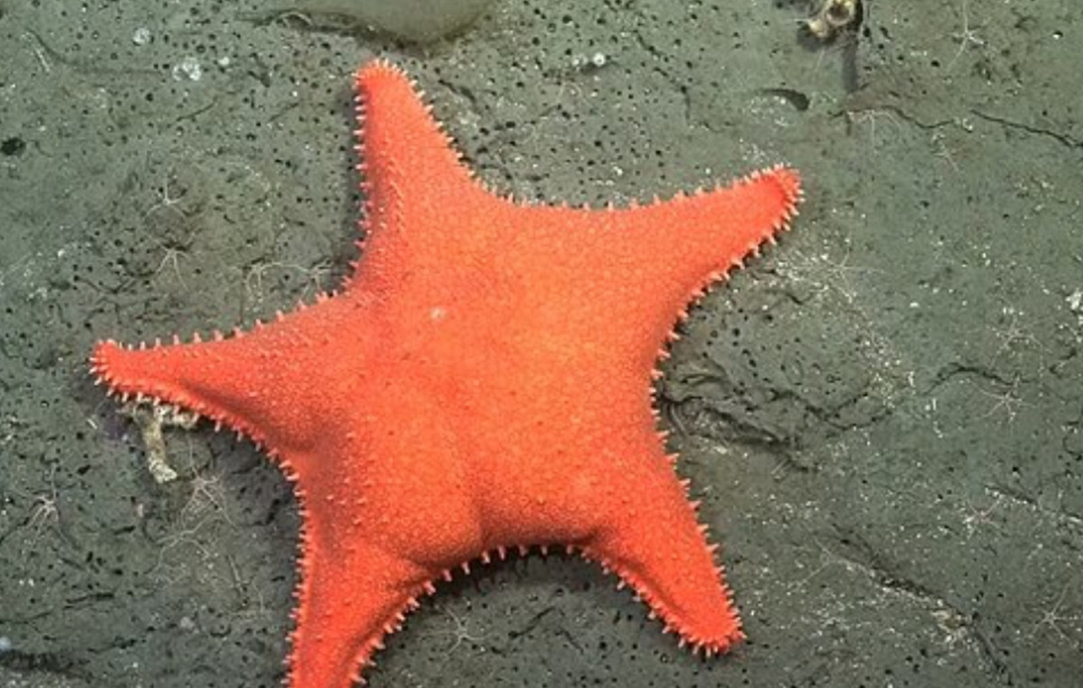 Found Patrick the star, the friend of Bob of the sponge at a depth of 1,000 meters – his human back