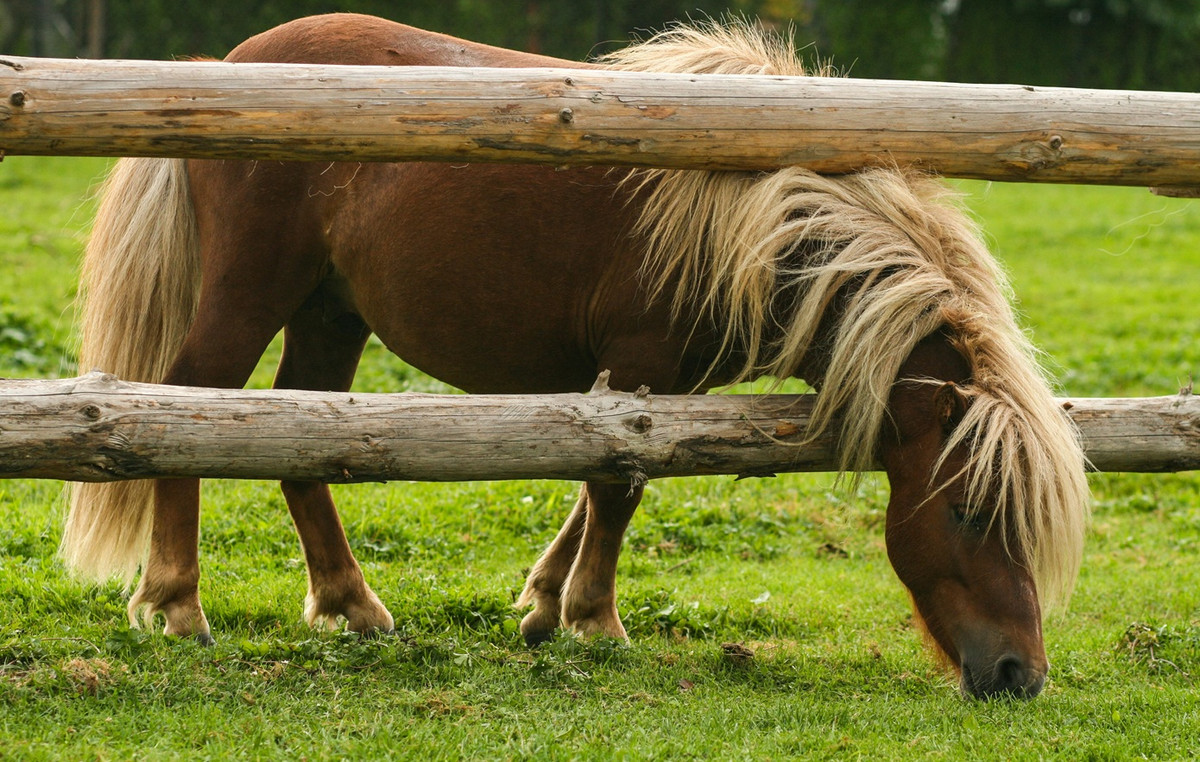 She donated her daughter’s ponies to a zoo for lion food – “Nothing goes lost”