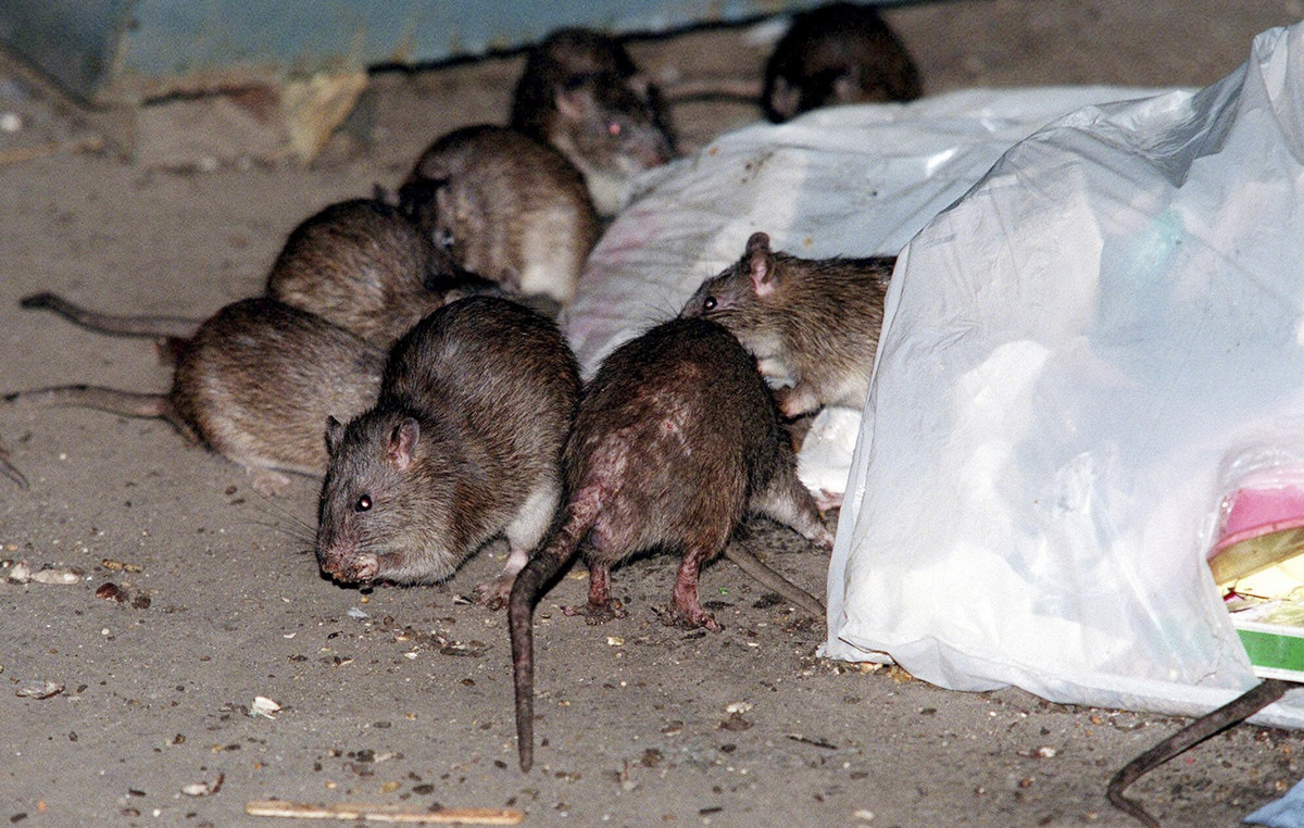 Dramatic the situation with rats in Britain – reach cats in size and now the rule