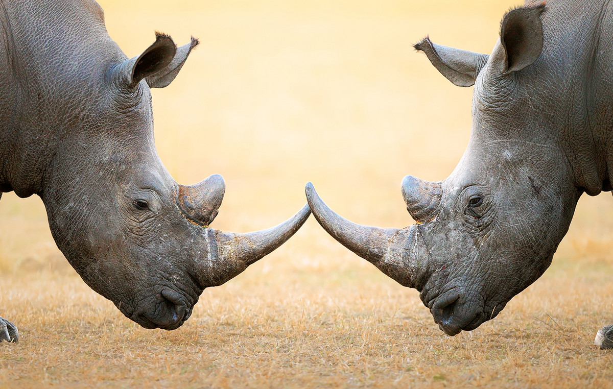 Rhino Baroness: The story of the activist who became smuggler to save the animals he protected Rhino Baroness: The story of the activist who became smuggler to save the animals he protected